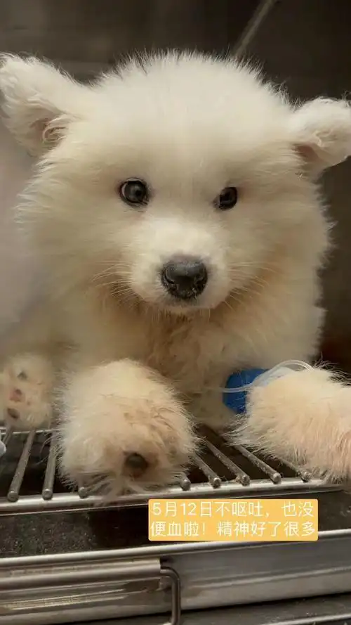 椰盟狗狗寻主##萨摩耶摆地摊##狗狗救助转发真的有用