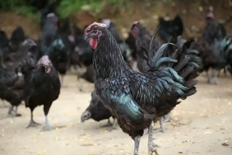 势头,利用住宅周边地块种了近1亩茶叶,同时还在庭院里养了20余只黑鸡