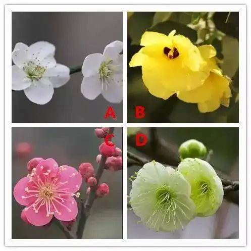 你最喜欢什么颜色的梅花,测试你的异性缘!_手机搜狐网