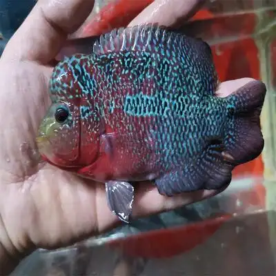 精品罗汉鱼苗鸿运罗汉鱼苗财神鱼苗花罗汉金花罗汉淡水活体观赏鱼