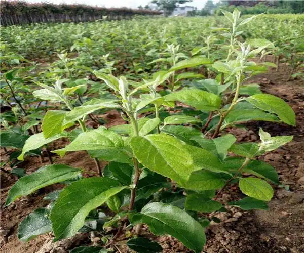 和田红富士苹果树苗农户自卖