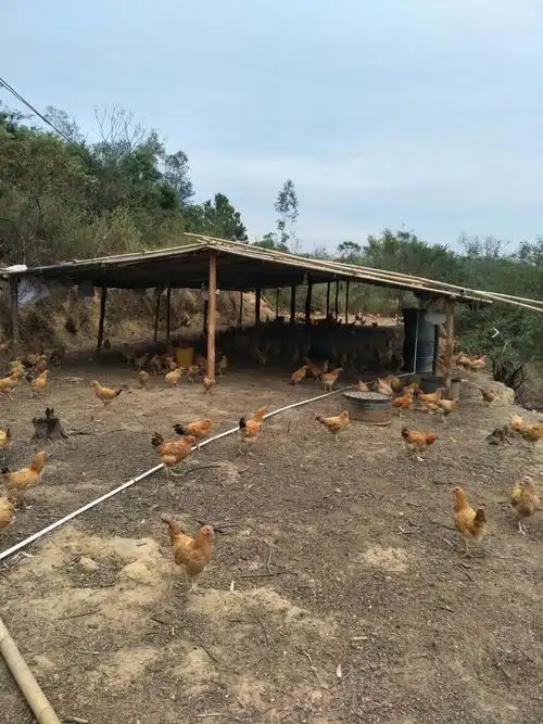 新鸡棚,大家帮我看看 - 国鸡(麻鸡/黄鸡/土鸡)专区 - 鸡病专业网论坛