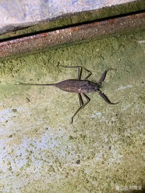 观赏鱼# 兄弟们有没有认识这个水蝎子的,你们当地叫什么呢?