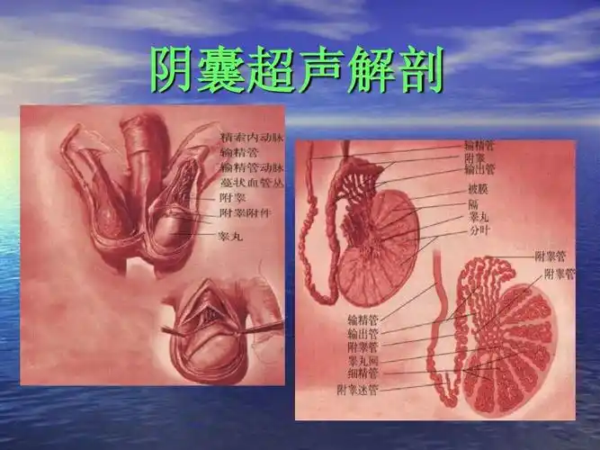 阴囊超声解剖
