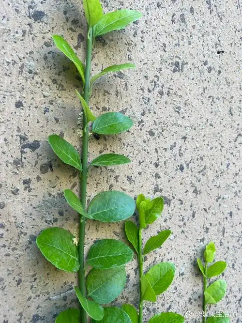 由于古代常用于治疗痛经,月经不调,所以名为扶芳藤.