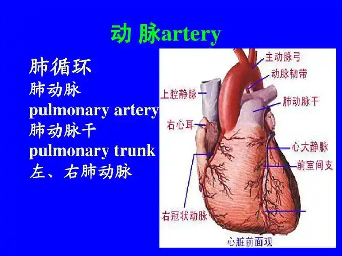 动 脉artery 肺循环 肺动脉 pulmonary artery 肺动脉干 pulmonary