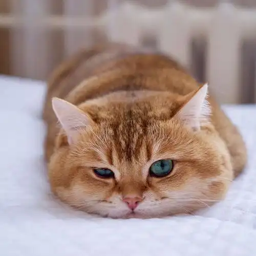 萌胖哒橘猫hosico