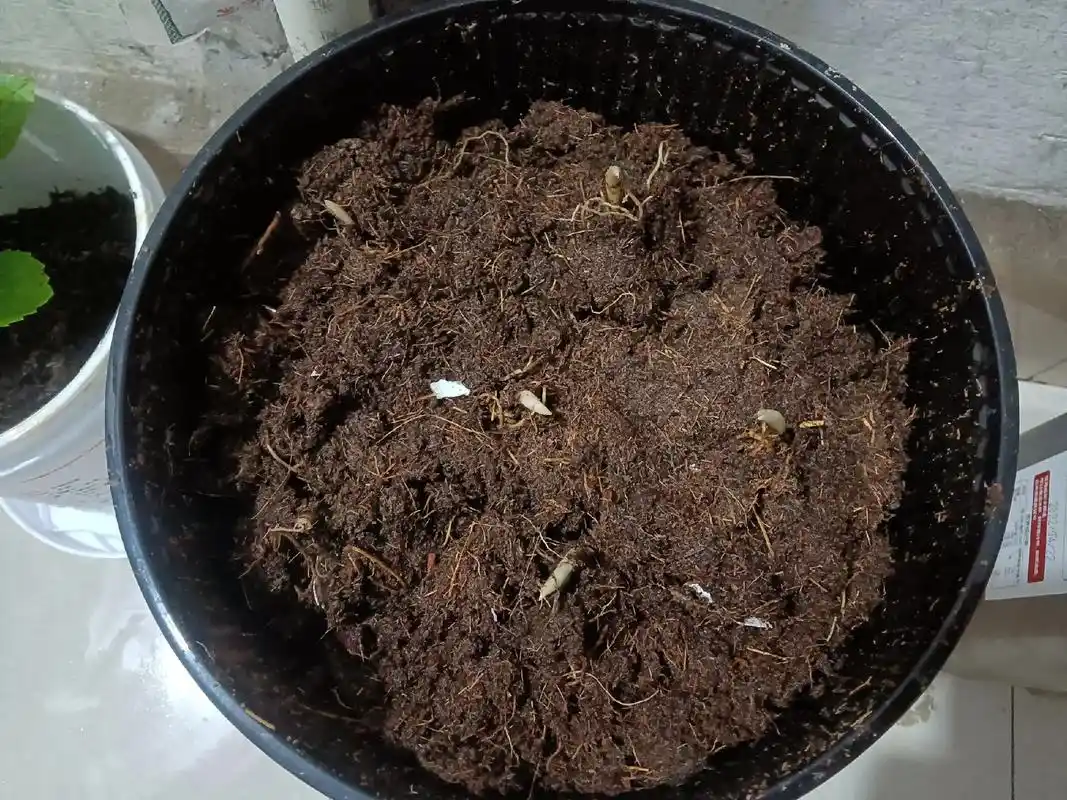 我的风铃草花终于发芽了