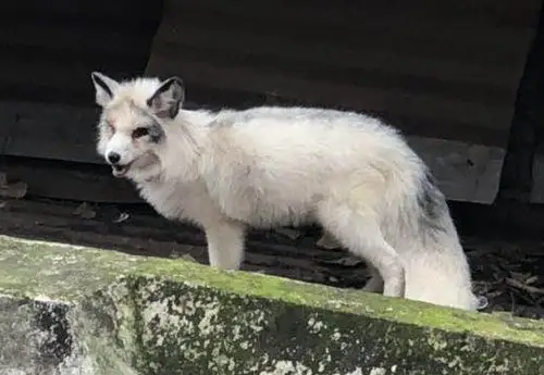 中山大学东园区博士公寓附近出现了一只毛色花白的狐狸