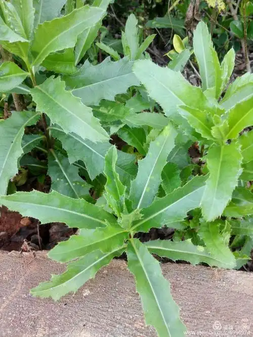 素食者的福利,我所食用过的野菜,天然无公害的保健食材