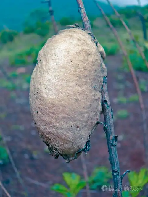 螳螂的茧祈祷螳螂