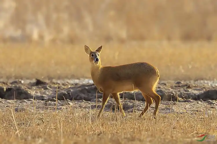 新年伊始拍獐子