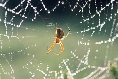 为什么蜘蛛不会被自己的网粘住?