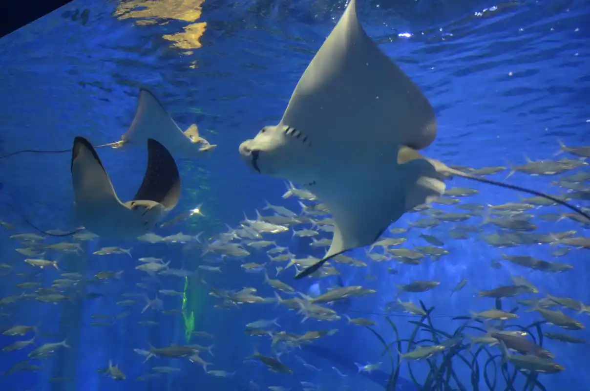 澳洲现罕见粉色魔鬼鱼,体宽3.35米,我国曾捕过1500千克重的同类