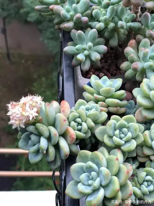 这十种堪称"夏必死"的多肉,你都入手了吗?它们都是度夏困难户