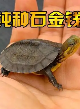 正宗纯种南石金钱幼龟活龟南石金钱龟南石苗石龟苗宠物小乌龟活物