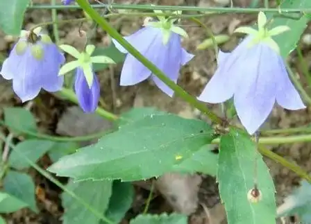 南沙参图片南沙参的作用与功效