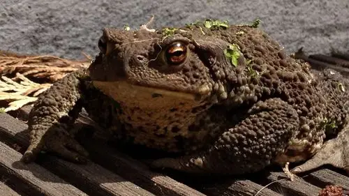 癞蛤蟆图片大全312