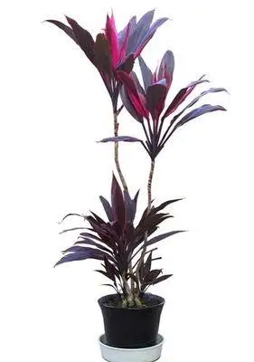 朱蕉庭院绿植水培盆栽室内植物亮叶红边铁树绿植