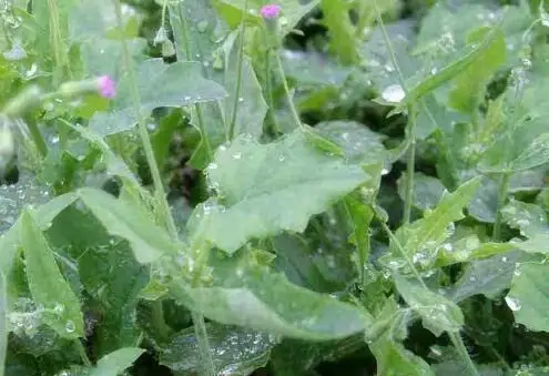 赶紧挖一颗回家煮水喝|羊蹄|野菜|一点红_新浪新闻