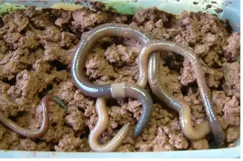 蚯蚓最多切成几段全都能活?