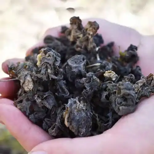 地皮甘肃张掖特产新鲜地软地木耳地衣地达菜非特色干货及养生干料