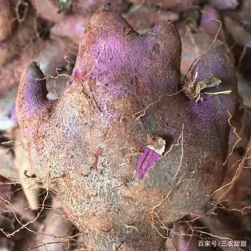 脚板薯:叫薯不是薯,长得像脚丫,富含钙铁锌,见到别错过!