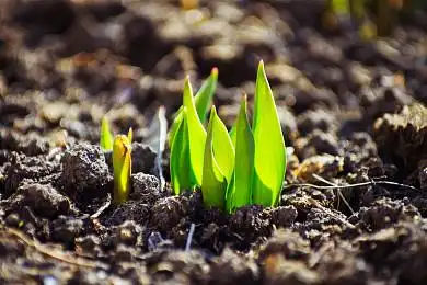 芽图片_芽高清图片_全景视觉