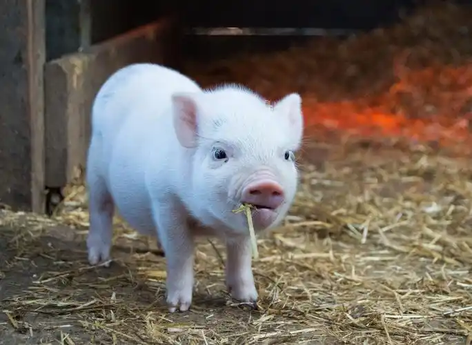 猪凭什么能进十二生肖?