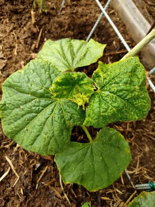 请问小红薯们这黄瓜苗怎么啦