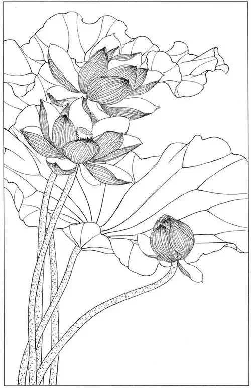 慧画资料库:赶紧收藏,荷花练笔白描底稿大全!