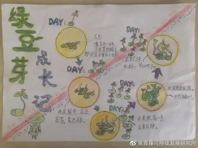 版观察手抄报实验小结◆ 要注意红黄两豆的品种,一些品种不合适发芽