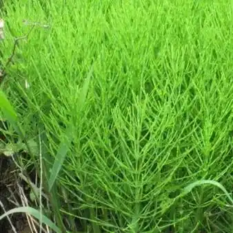 笔头菜是什么菜,长的像毛笔头一样的植物