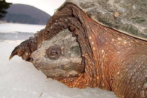 snapping turtle walking on the ice