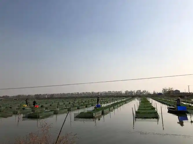 黄歇口镇拍摄黄鳝养殖基地