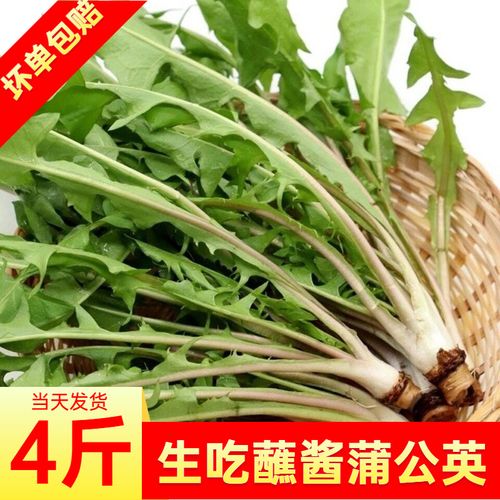 现挖婆婆丁3斤装野生蒲公英生吃蘸酱野菜东北嫩叶食用新鲜蒲公英