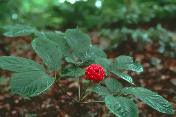是五加科,人参属多年生草本植物.