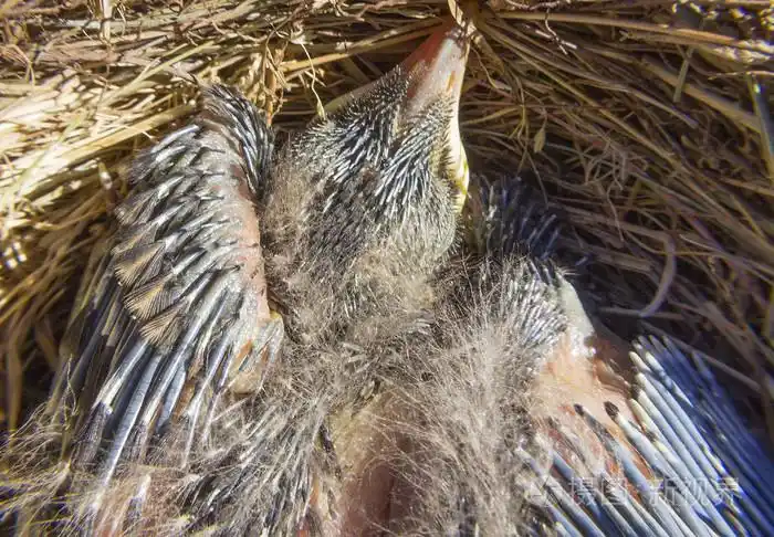 小乌鸦只是把蛋留在巢照片-正版商用图片1efvor-摄图新视界