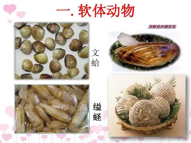 (新人教版)第五章第三节软体动物和节肢动物课件ppt