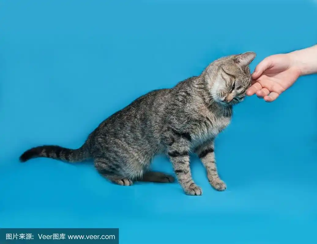 灰条纹猫抚摸着蓝色的手