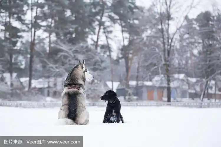 西伯利亚哈士奇和西班牙猎犬背对着摄影师.