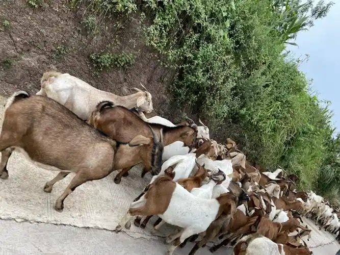 这百多只羊,在梁平能值多少钱呢?