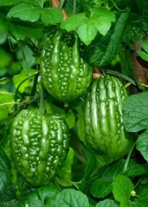 优质农产品 #只做高品质 #杜阮凉瓜上市 色绿如翡翠,肉厚 - 抖音