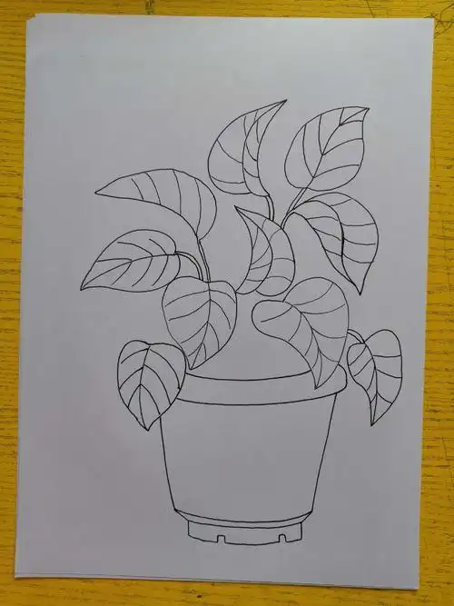 植物绿萝简笔画