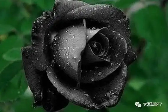 世界上十种奇异的黑色花