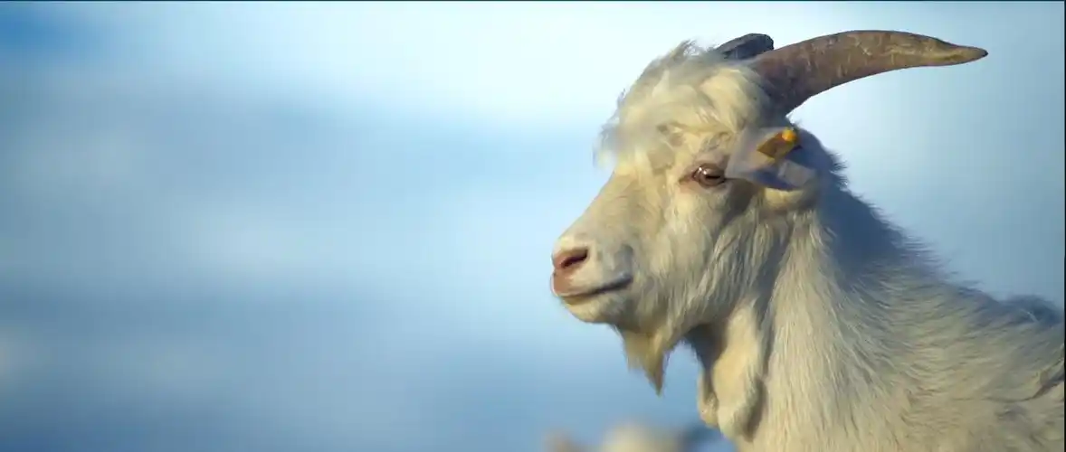 阿尔巴斯绒山羊