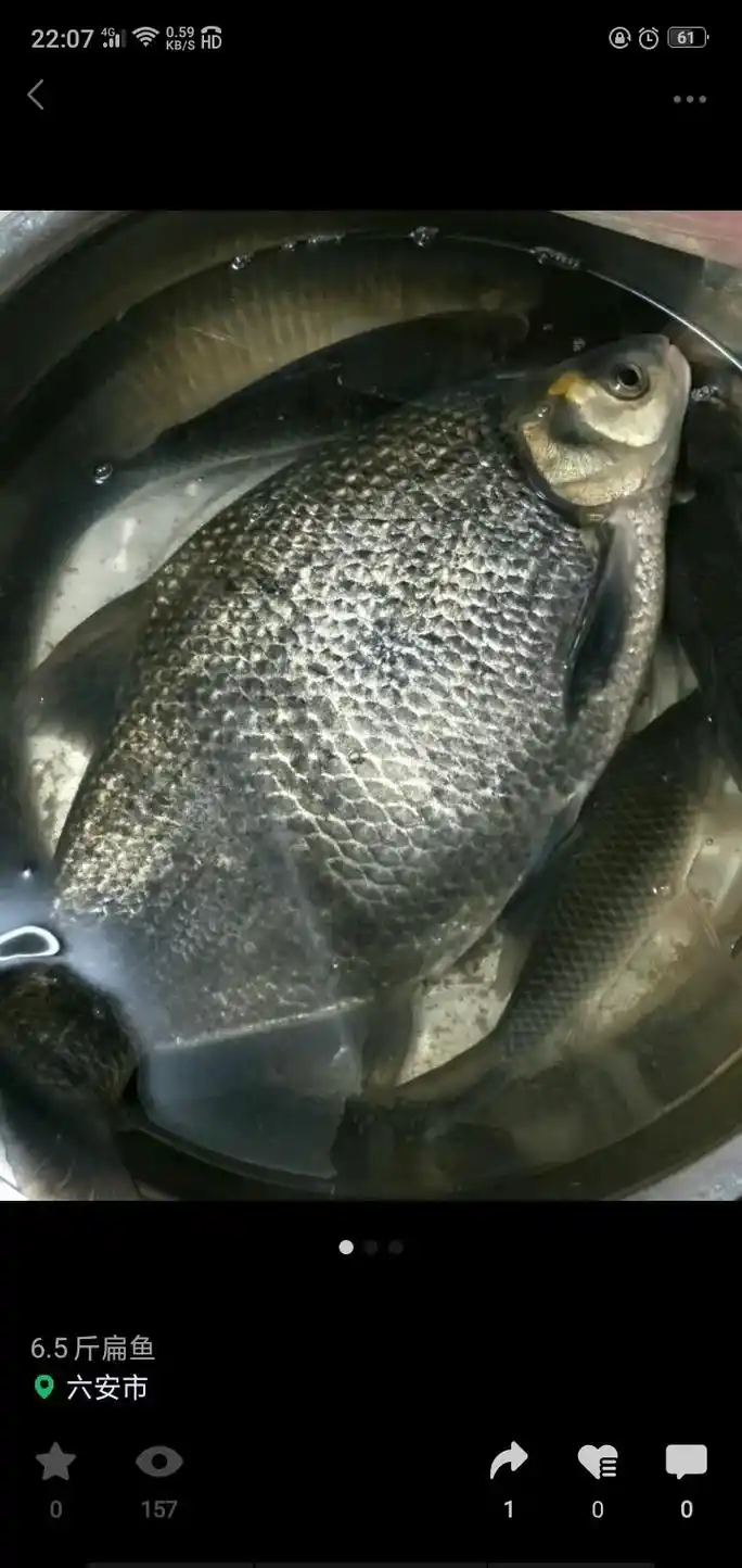 鳊鱼小目标达成