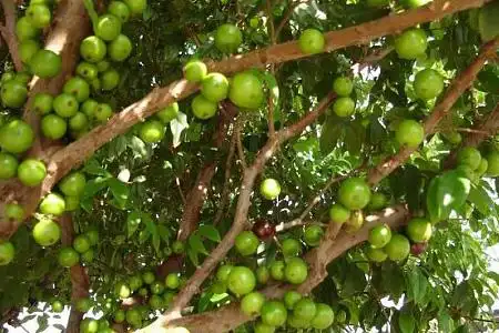 山竹树怎么种植