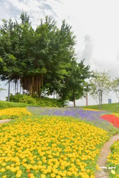 深圳海边盛开的「彩色花海」,太惊艳!_照片_姿势_滨海公园
