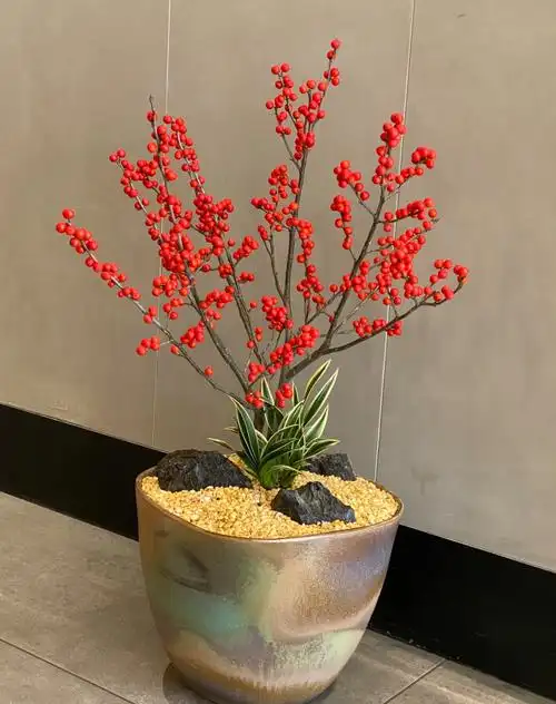 冬季盆栽新宠北美冬青养护好4点枝头挂满红果果